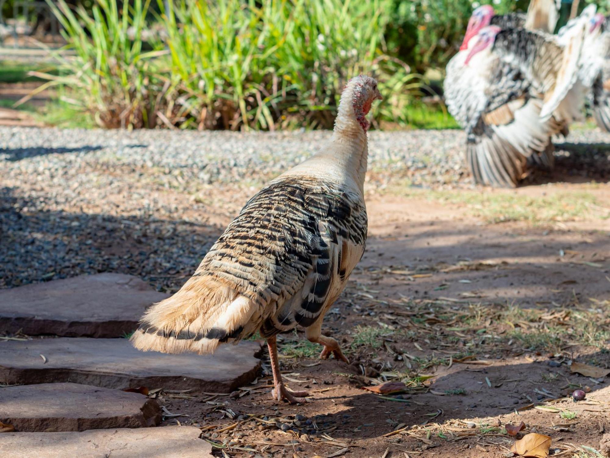Ferme Sidi Safou & Spa Marrakesh Ngoại thất bức ảnh