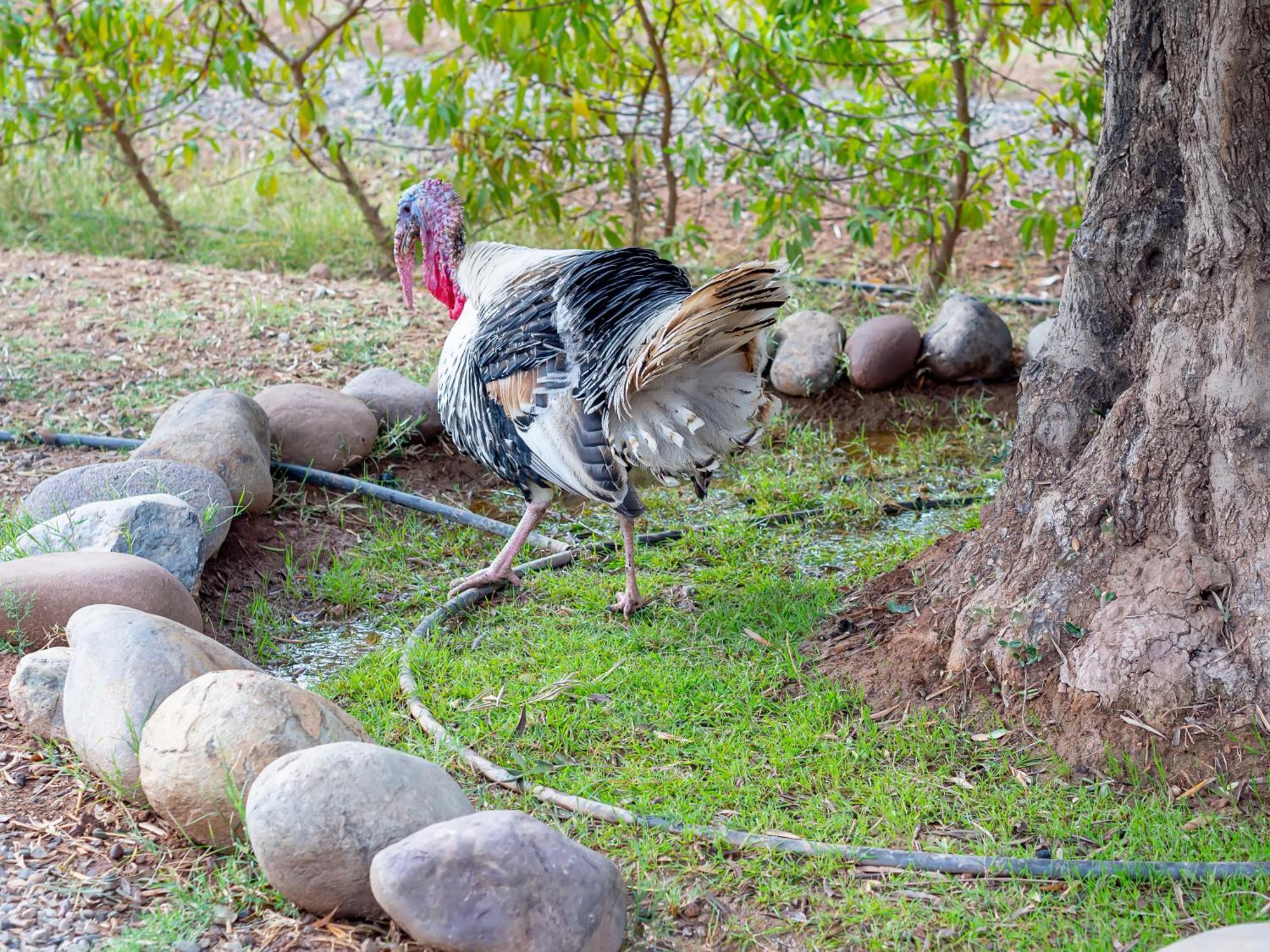 Ferme Sidi Safou & Spa Marrakesh Ngoại thất bức ảnh