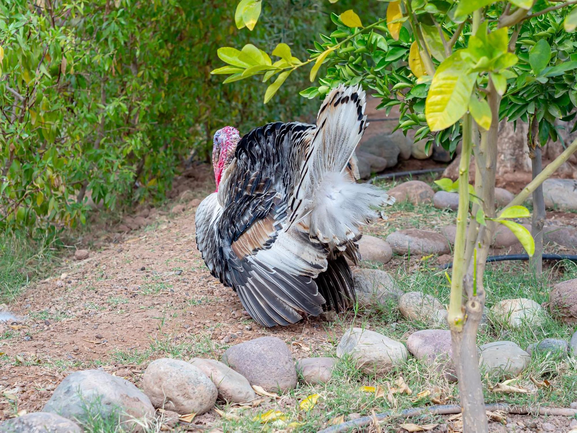 Ferme Sidi Safou & Spa Marrakesh Ngoại thất bức ảnh