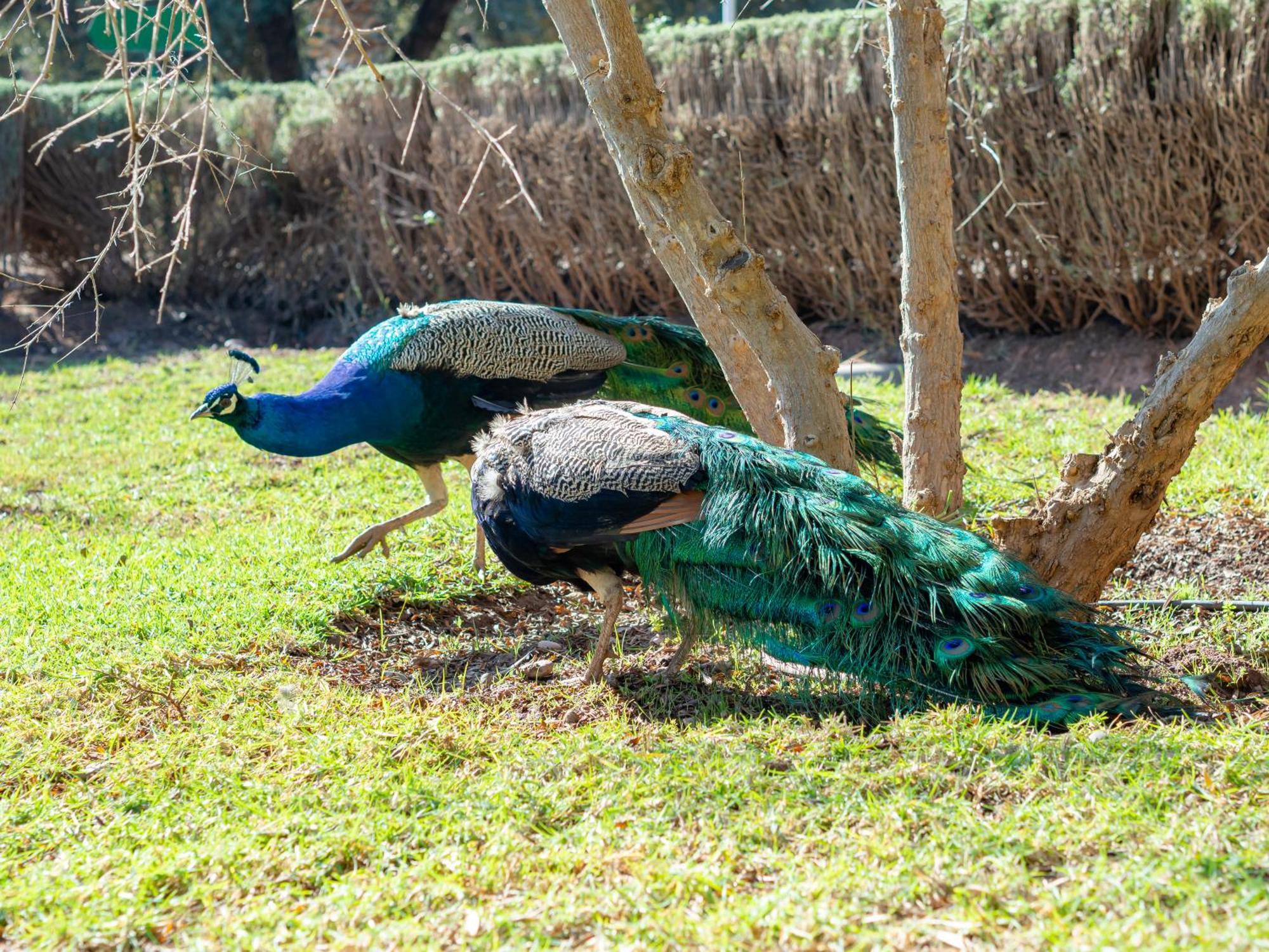 Ferme Sidi Safou & Spa Marrakesh Ngoại thất bức ảnh