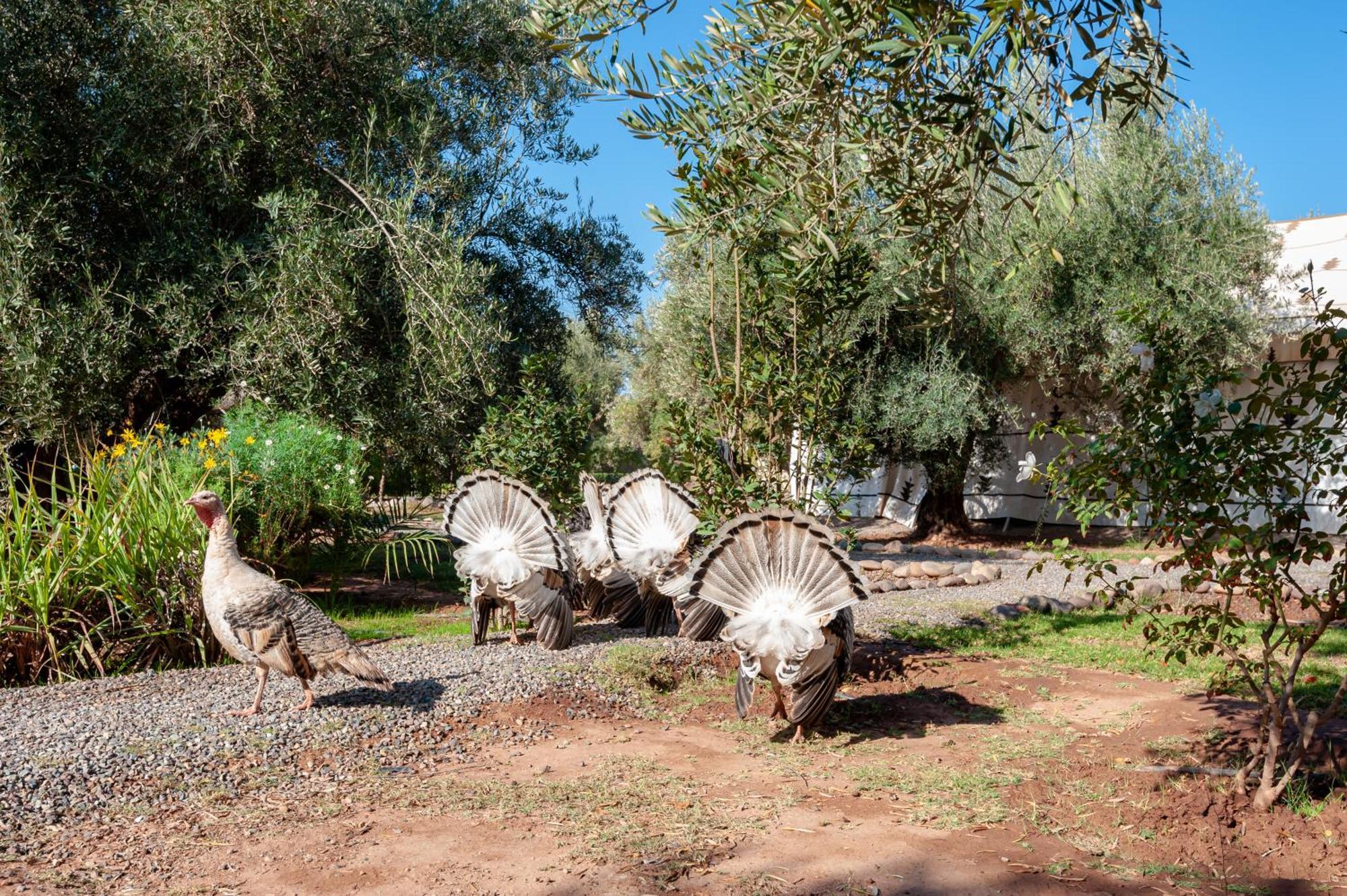 Ferme Sidi Safou & Spa Marrakesh Ngoại thất bức ảnh