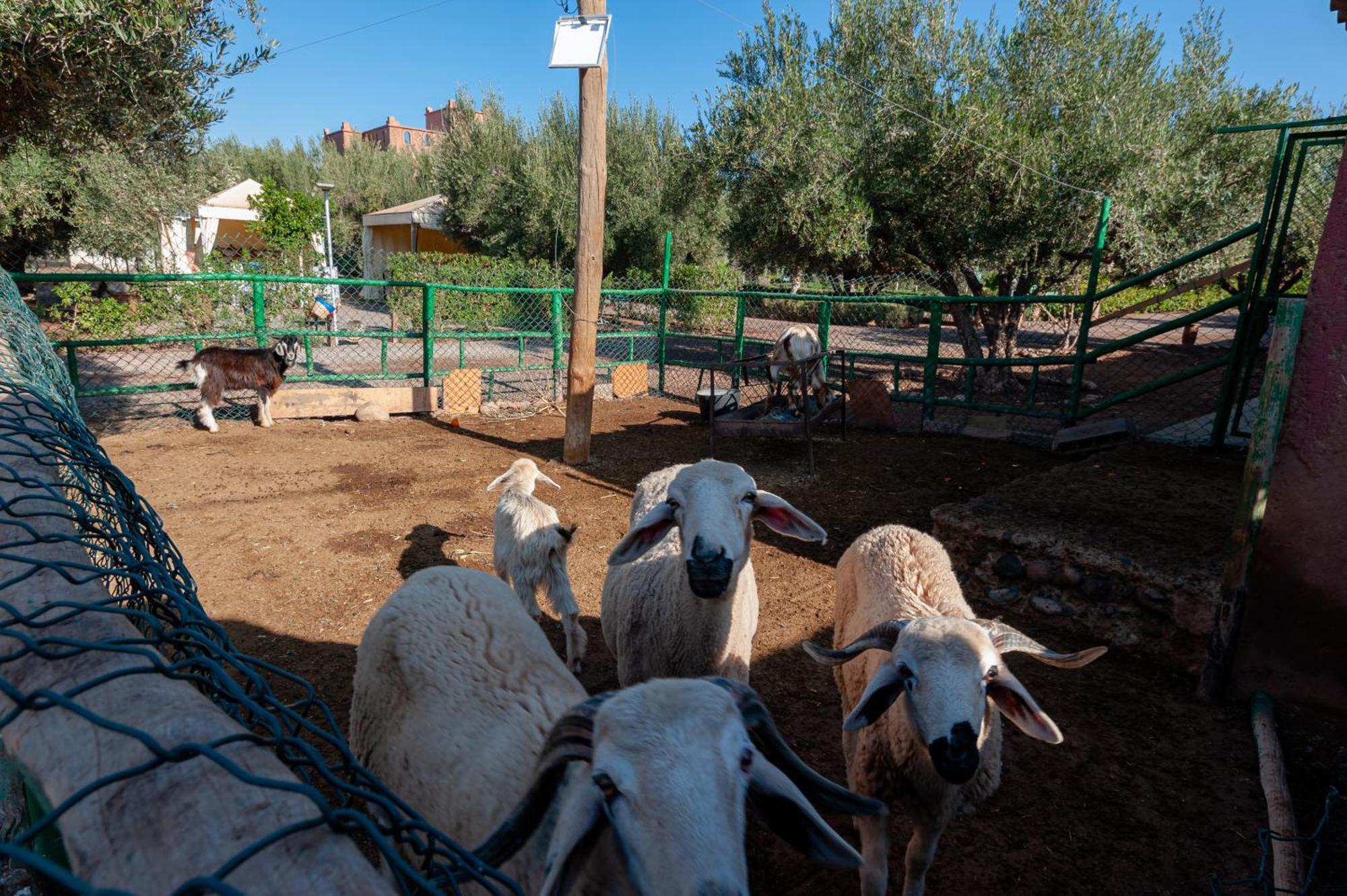 Ferme Sidi Safou & Spa Marrakesh Ngoại thất bức ảnh