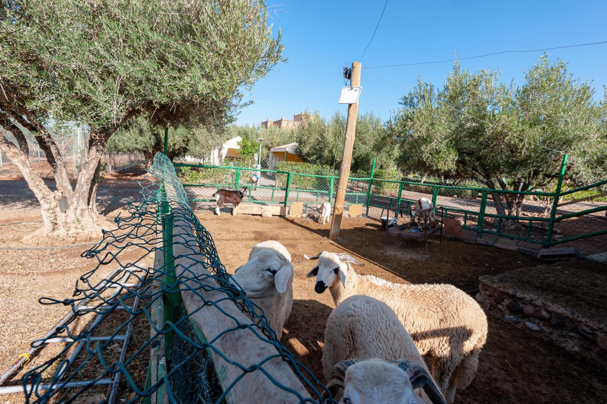 Ferme Sidi Safou & Spa Marrakesh Ngoại thất bức ảnh