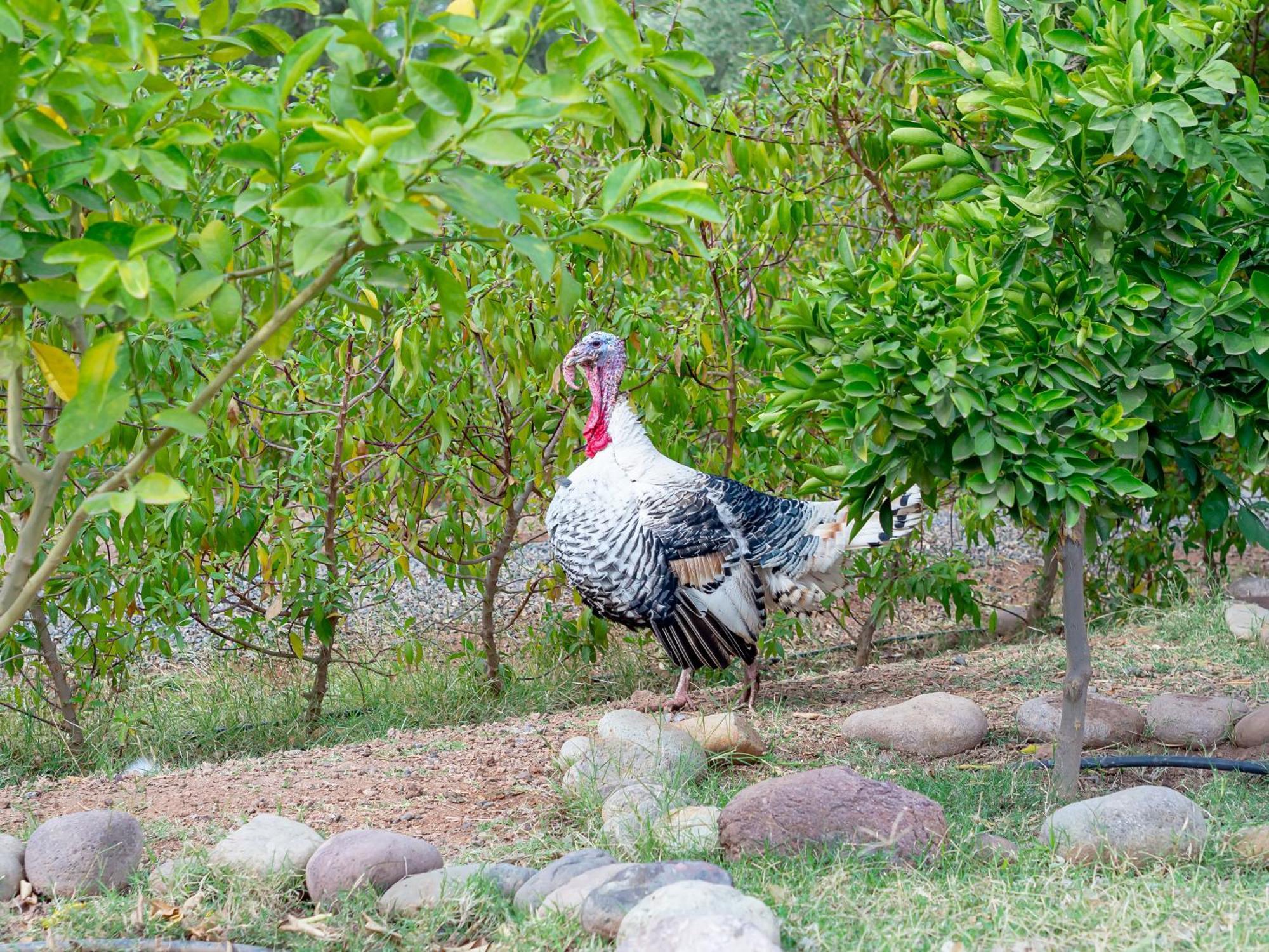Ferme Sidi Safou & Spa Marrakesh Ngoại thất bức ảnh