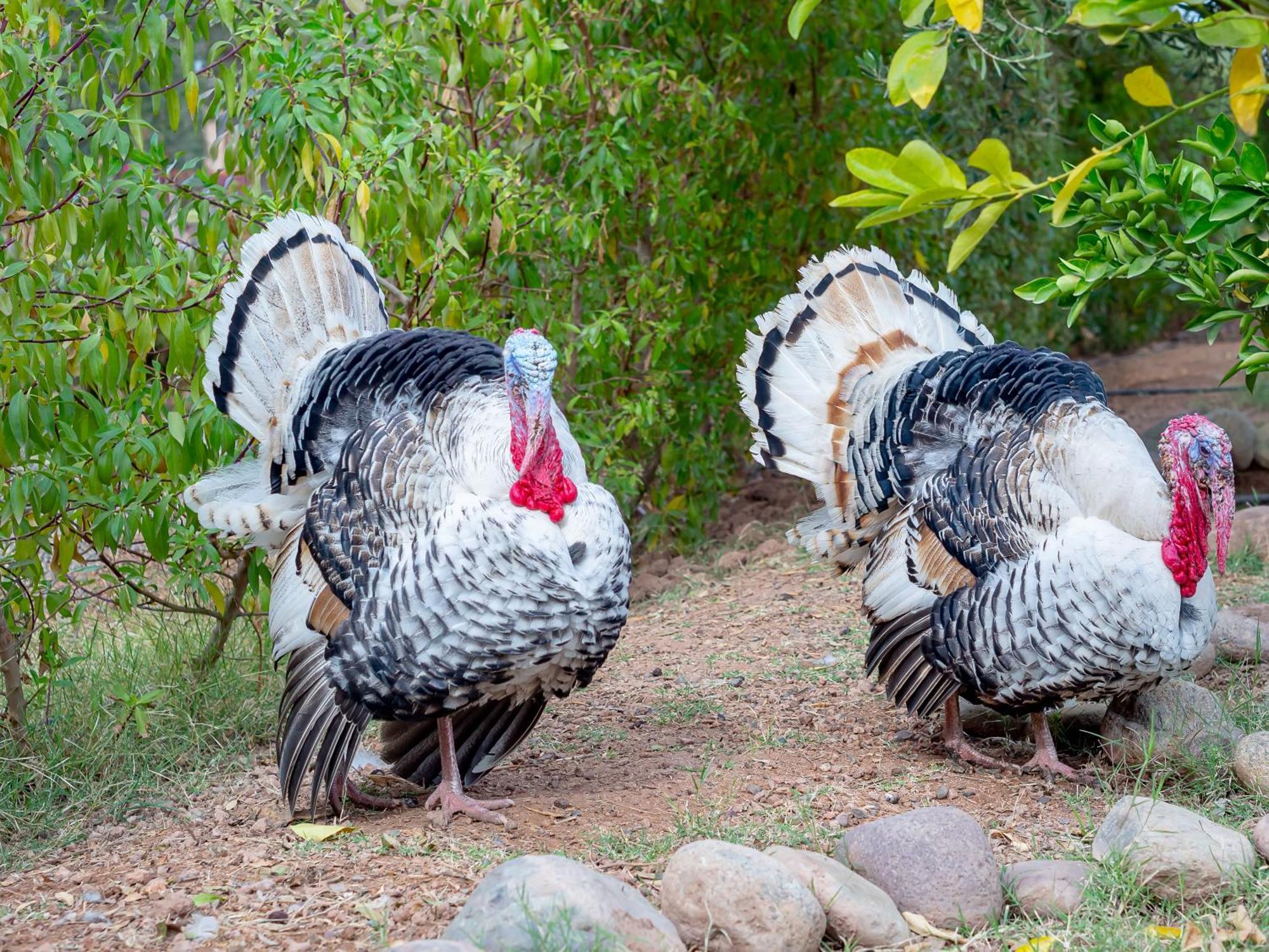 Ferme Sidi Safou & Spa Marrakesh Ngoại thất bức ảnh